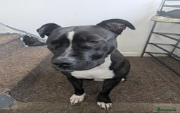 Mixed Breed dogs for sale: Three pups for sale  - Image 16