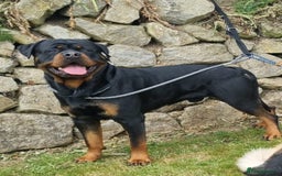 Rottweiler dogs for sale: (KC) REX & DELLAS FINAL LITTER OF QUALITY PUPS - Image 25