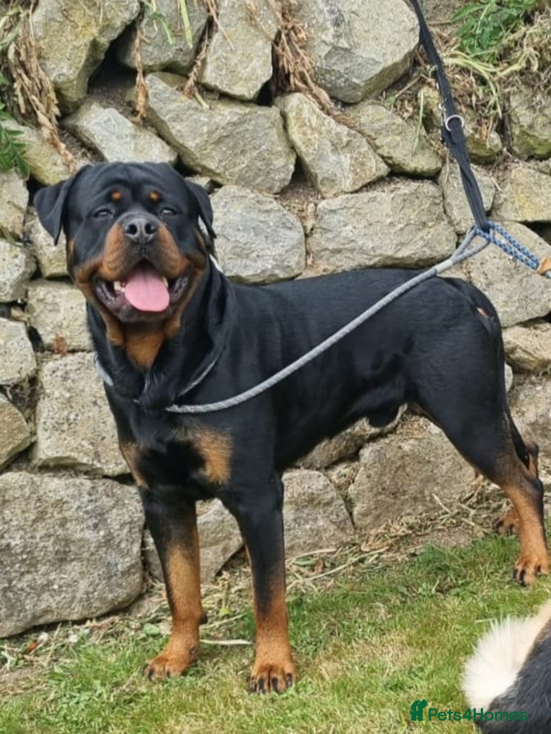 Rottweiler dogs for sale: (KC) REX & DELLAS FINAL LITTER OF QUALITY PUPS - Image 25