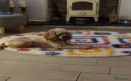 Mixed Breed dogs for sale: Cavachon Puppies for Sale  - Image 9