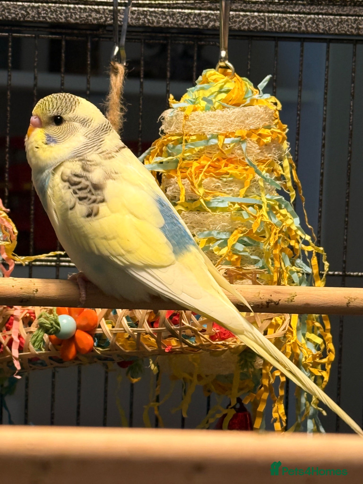 Budgerigars birds   budgies  available 9 weeks old  - Advert 2