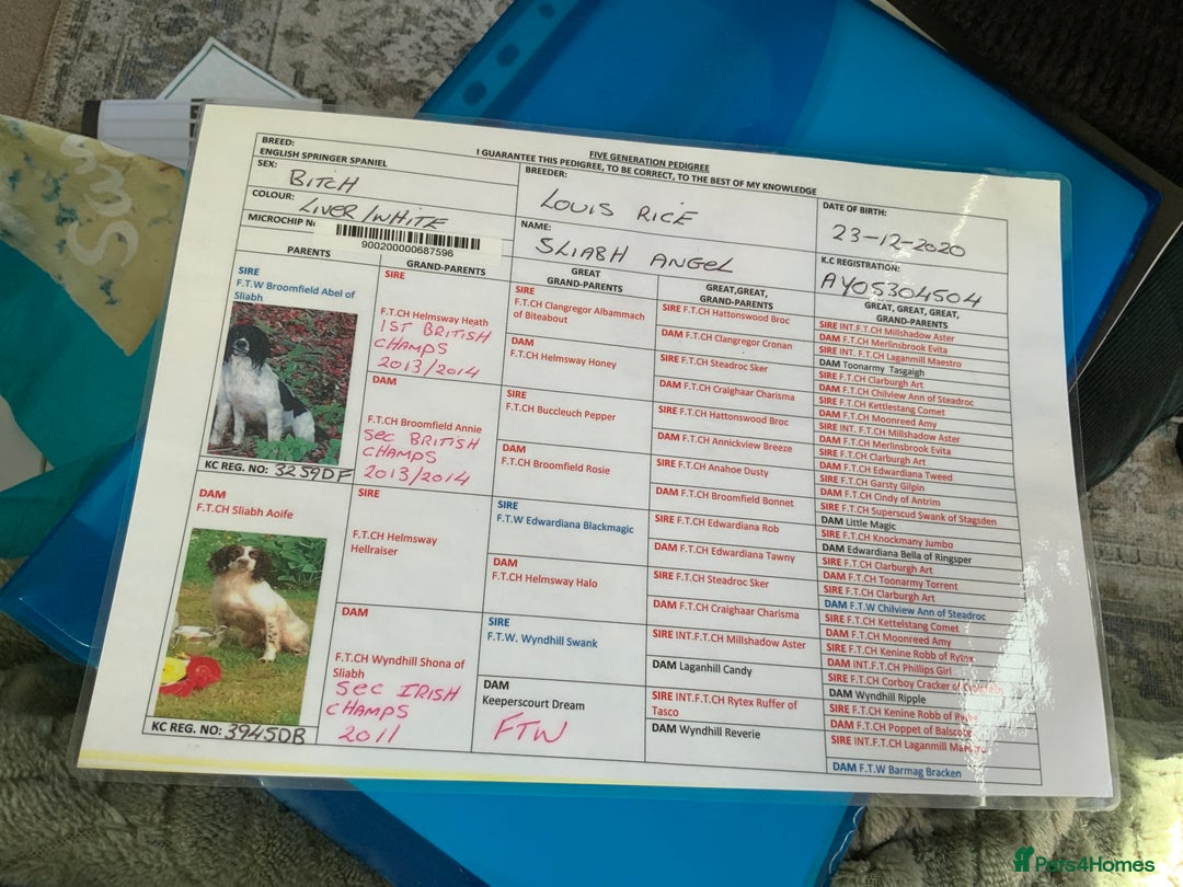 English Springer Spaniel dogs for sale: Springer Spaniel Puppies - Advert 14