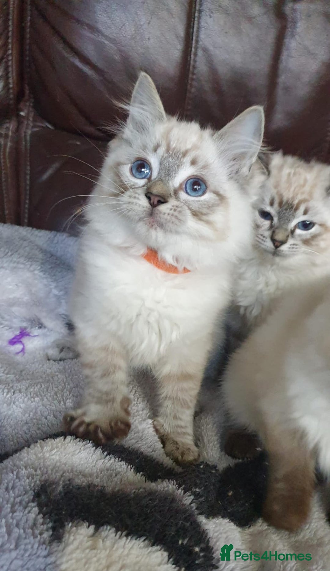Ragdoll cats for sale: Beautiful GCCF Registered Ragdoll Kittens. - Image 33