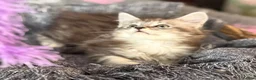 Maine Coon cats for sale: Beautiful Maine Coon kittens **READY NOW*** - Advert 18