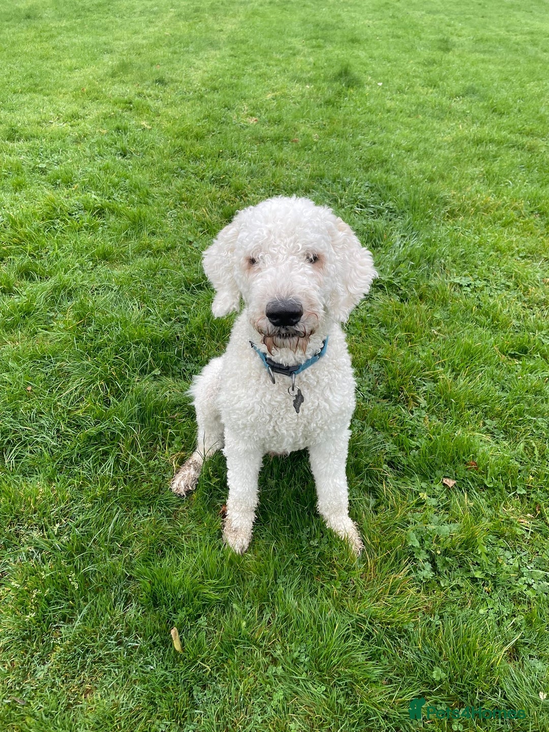 Goldendoodle dogs for stud: Standard multigenerational goldendoodle for stud - Advert 4