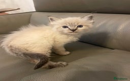 Ragdoll cats for sale: Lnyx male Ragdoll’s ready soon  - Advert 19
