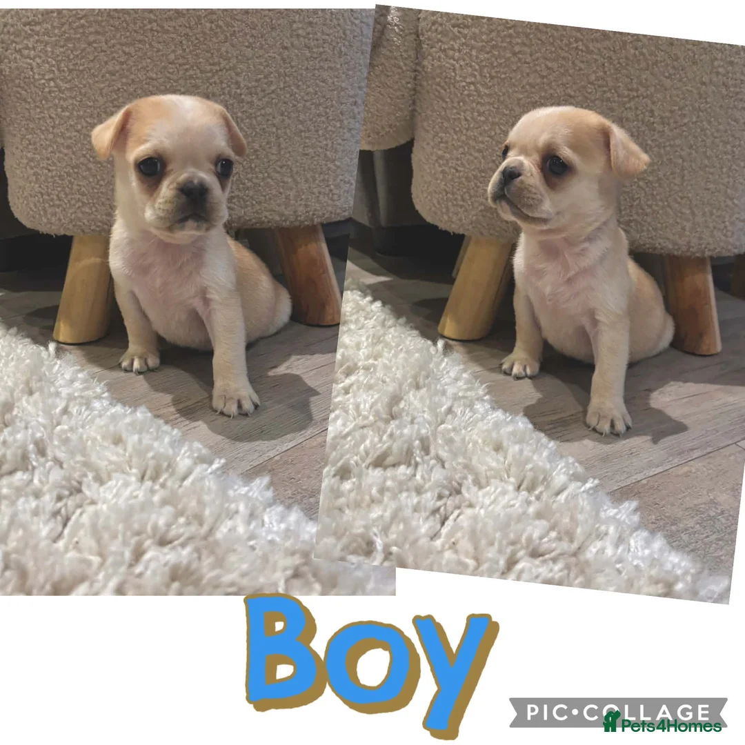Frug dogs for sale: French bulldog cross pug puppies ready Friday 22nd - Advert 4