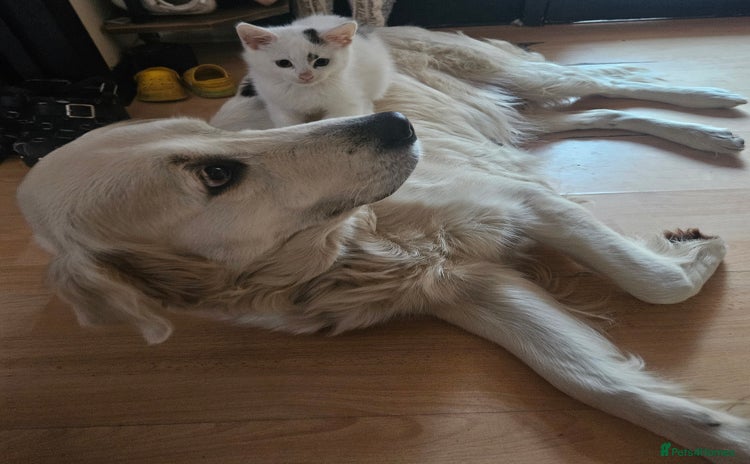 Mixed Breed cats - Advert 3