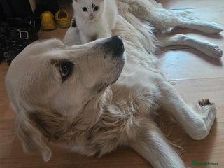 Mixed Breed cats - Advert 24