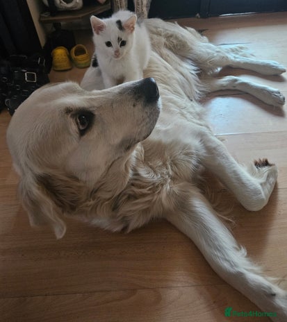 Mixed Breed cats - Advert 3
