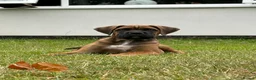 Cane Corso dogs for sale: Beautiful Cane Corso Puppies – 1 Girl Left - Advert 3