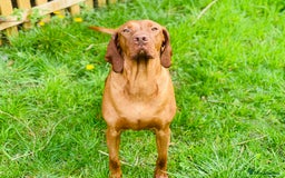 Hungarian Vizsla dogs for sale: PEDIGREE VIZSLA PUPS HIP & ELBOW TESTED PARENTS   - Image 5