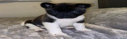Akita dogs for sale: Beautiful American Akita Puppies 9 Boys 3 Females  - Advert 28