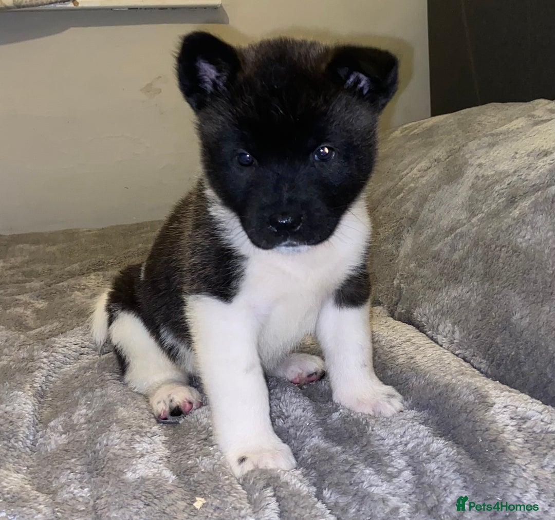 Akita dogs for sale: Beautiful American Akita Puppies 9 Boys 3 Females  - Advert 28