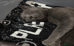 Mixed Breed cats for sale: Regular kittens - Image 13