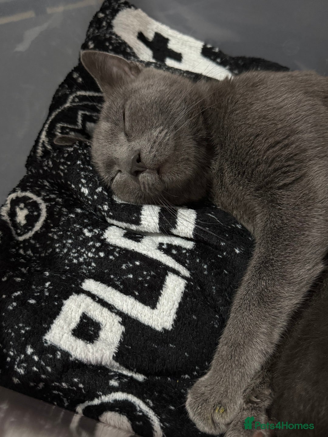 Mixed Breed cats for sale: Regular kittens - Image 13