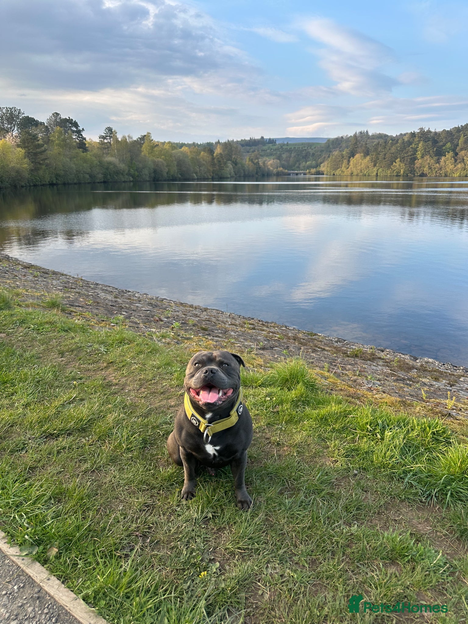 Staffordshire Bull Terrier dogs for stud: Blue Staffordshire Bull Terrier for Stud in Dundee - Advert 3