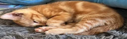 Mixed Breed cats for sale: 6 Beautiful kittens - Advert 5