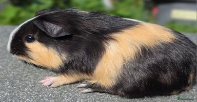 Guinea Pig rodents - Advert 12