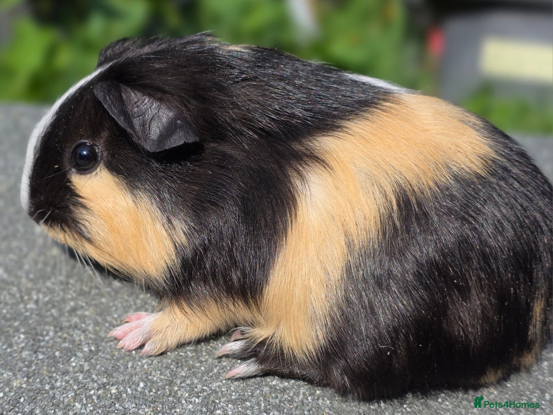 Guinea Pig rodents for sale: 3 gorgeous boy guinea pigs  - Image 3