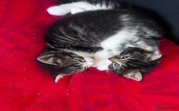 Mixed Breed cats for sale: Beautiful Playful Kittens - Image 10