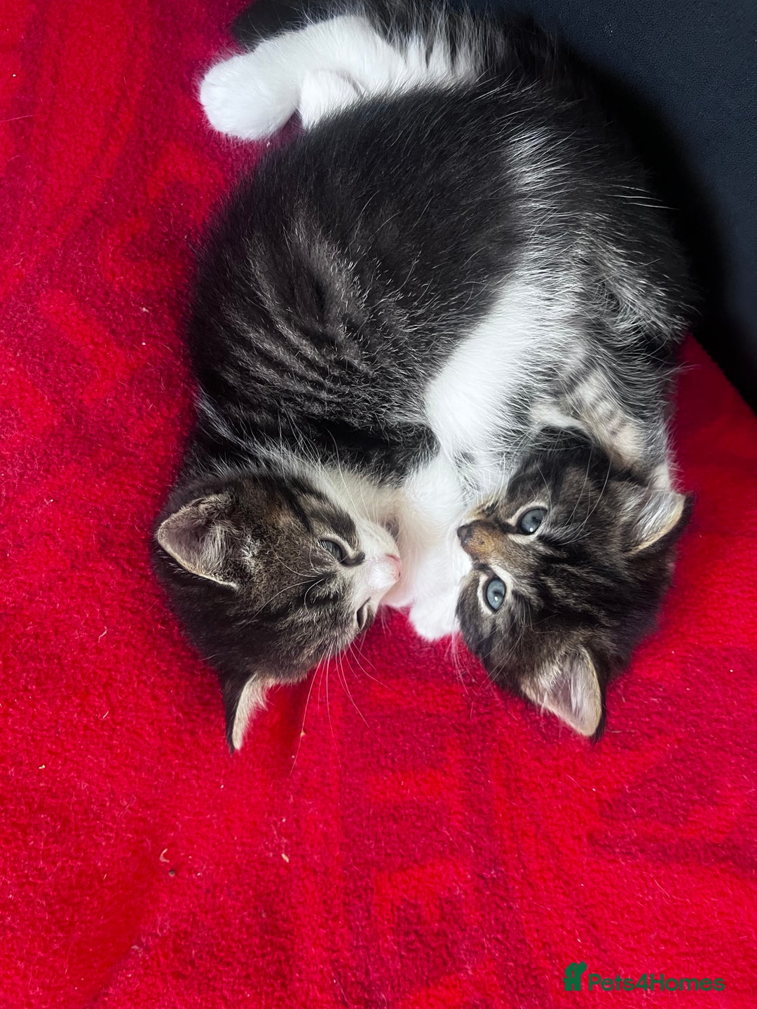 Mixed Breed cats for sale: Beautiful Playful Kittens - Image 10