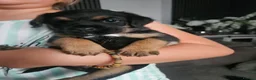 Border Terrier dogs for sale: Border terrier puppies  - Advert 3