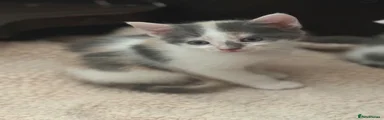 Calico girl 