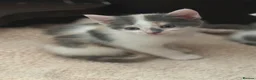 Domestic Shorthair cats for sale: Stunning energetic kittens - Advert 5