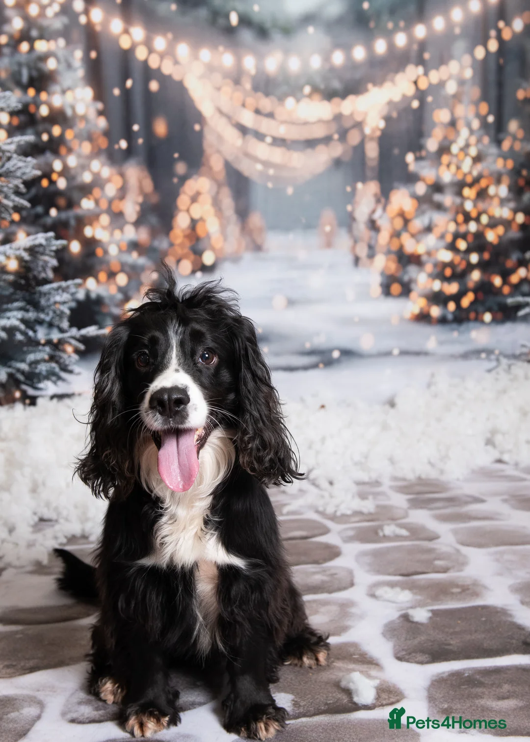 Cocker Spaniel dogs for sale: Cocker Spaniels due around 28/2/26 - Advert 4