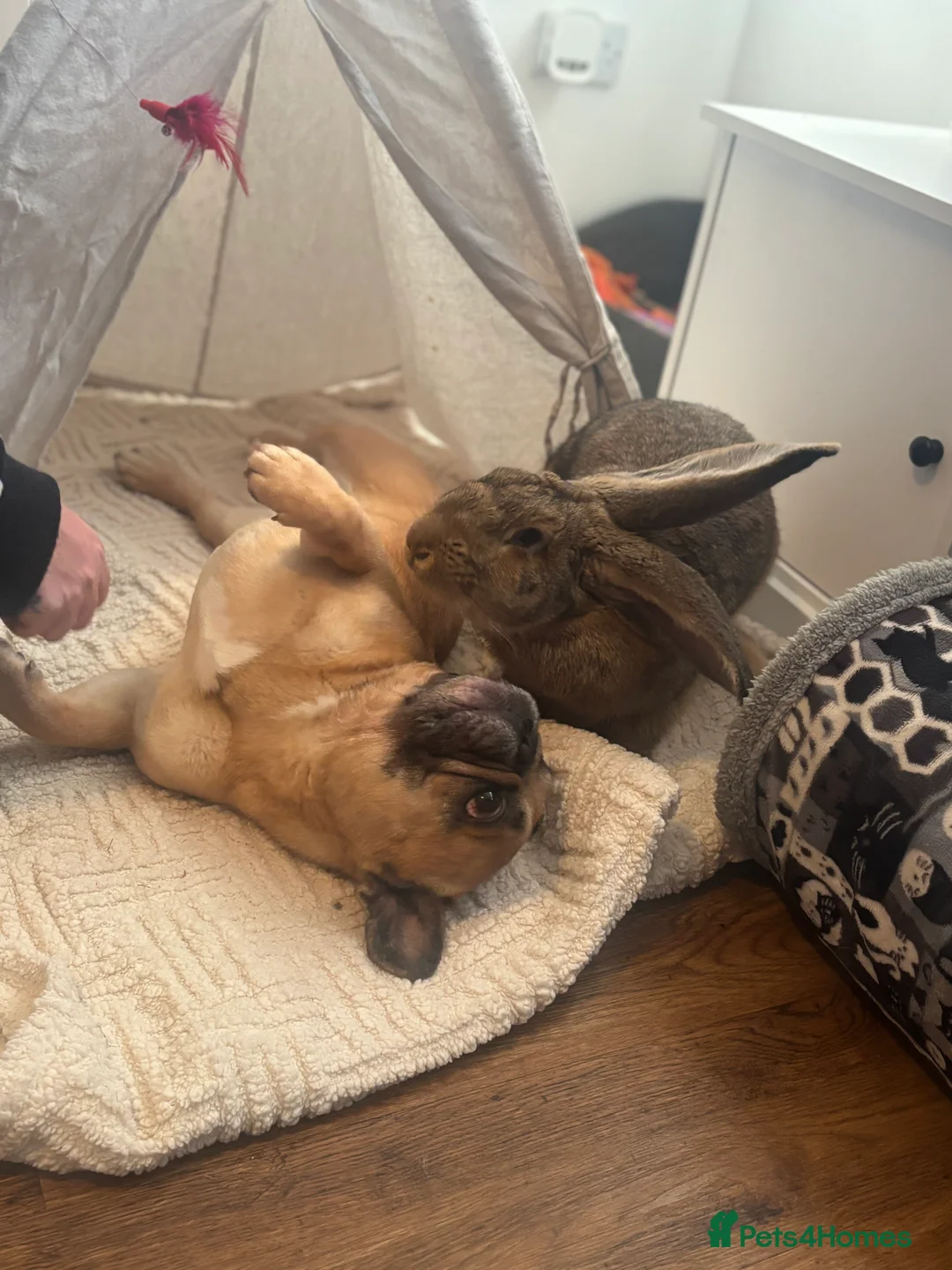 Continental Giant rabbits for sale: Míro The Continental Giant Rabbit - Advert 8