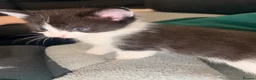 Mixed Breed cats for sale: Short haired female - Advert 5