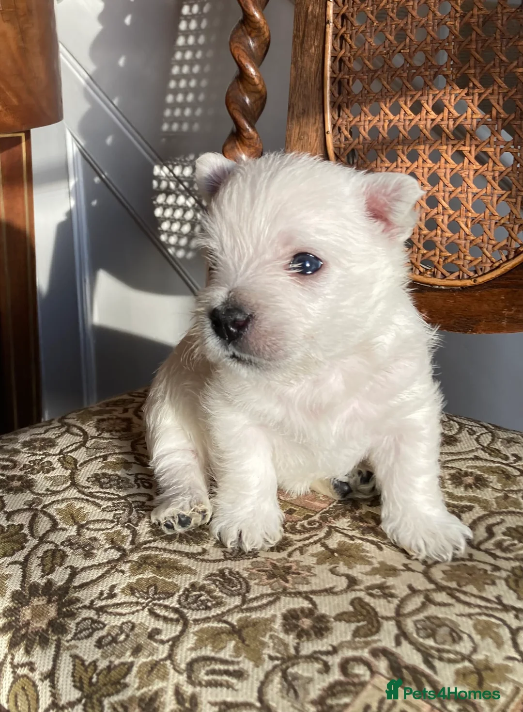 West Highland Terrier dogs for sale: Beautifully bred West Highland Terriers - Advert 8