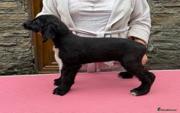 Afghan Hound dogs for sale: Afghan Hound Litter  - Image 15