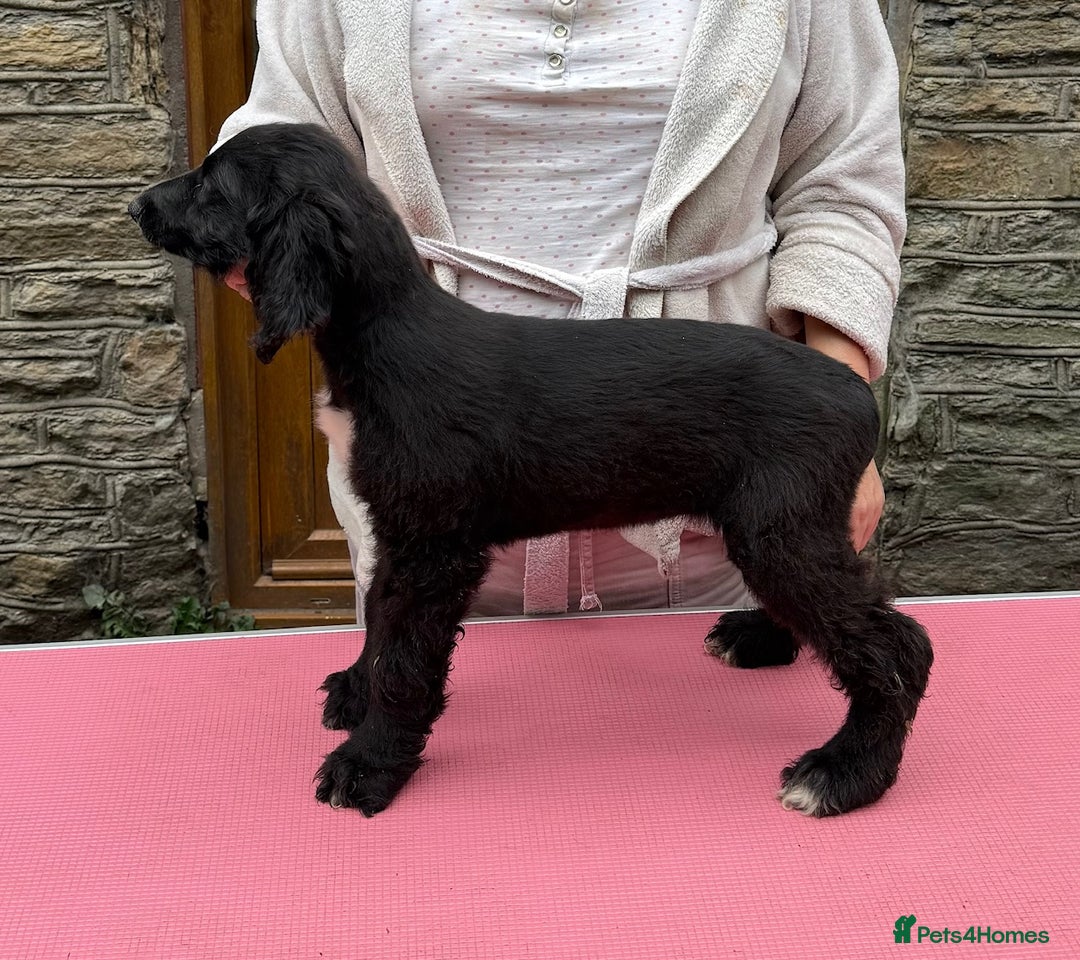 Afghan Hound dogs for sale: Afghan Hound Litter  - Image 15