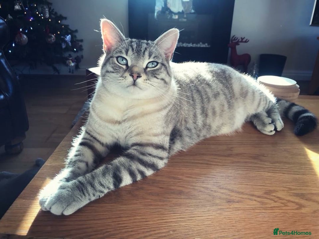 British Shorthair cats for sale: Golden tabby girl  - Image 13