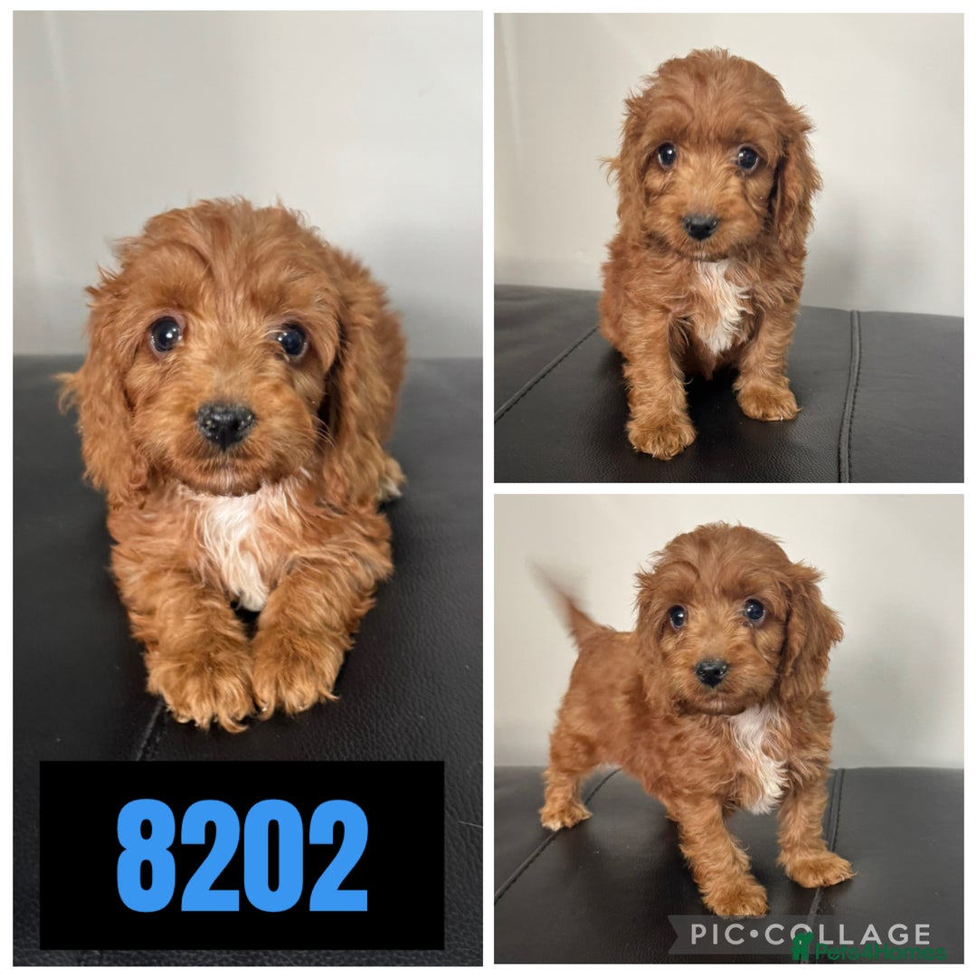 Cockapoo dogs for sale: Beautiful F1 TOY Cockapoos - Image 2