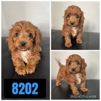 Cockapoo dogs - Advert 10