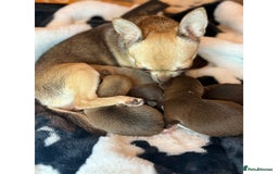 Chihuahua dogs for sale: Health tested & KC Reg Chocolate sable boy left! - Advert 14
