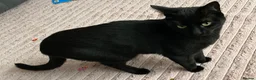 Mixed Breed cats for sale: Black cat Nala  - Advert 3