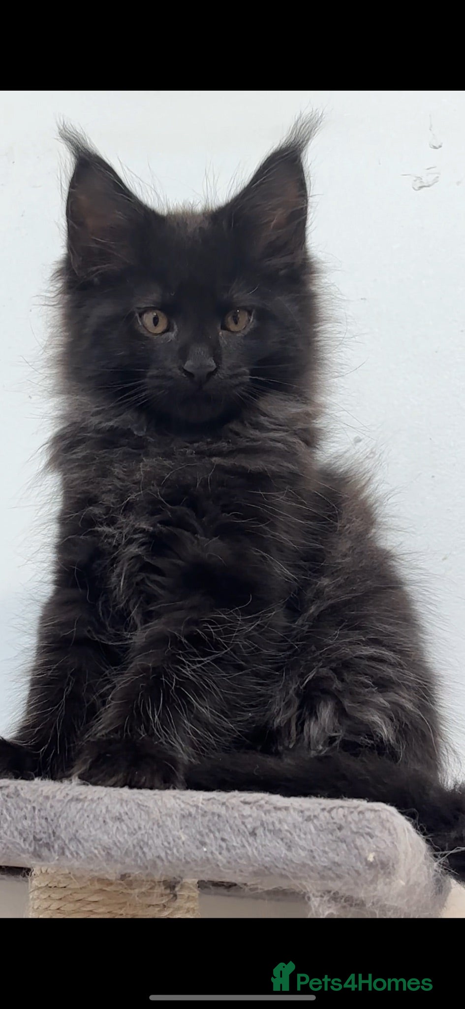 Maine Coon cats XXL RUSSIAN MAINE COON KITTENS - Advert 2