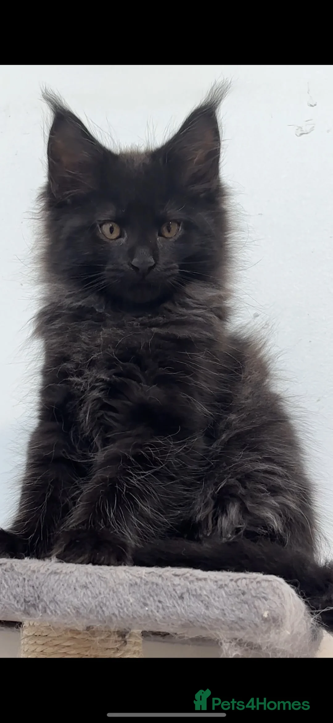 Maine Coon cats for sale: XXL RUSSIAN MAINE COON KITTENS - Advert 2