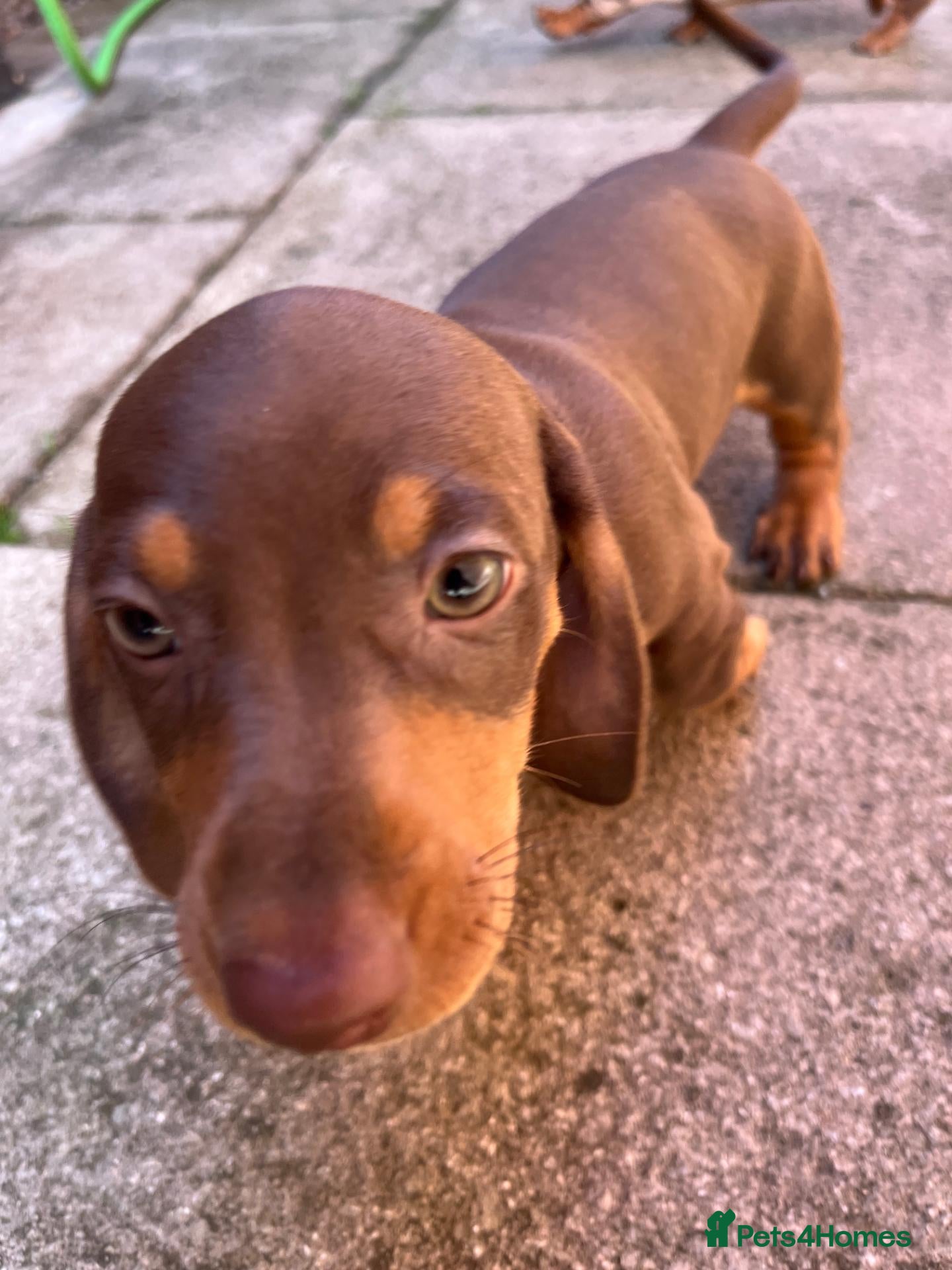 Dachshund dogs Beautiful Daschund Puppies ready for a new home - Advert 1
