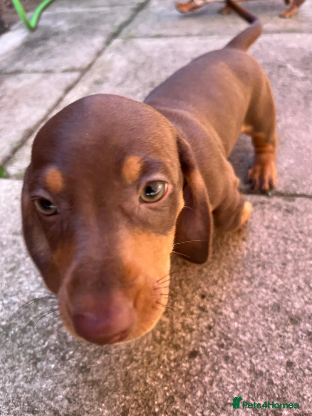 Dachshund dogs for sale: Beautiful Daschund Puppies ready for a new home - Advert 1