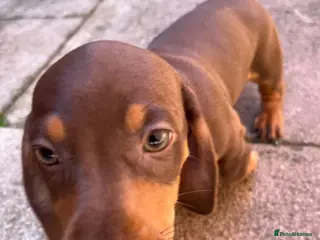 Dachshund dogs Beautiful Daschund Puppies ready for a new home - Advert 1