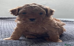 Cavapoo dogs for sale: Toy Cavapoo pups F1BB - Image 3