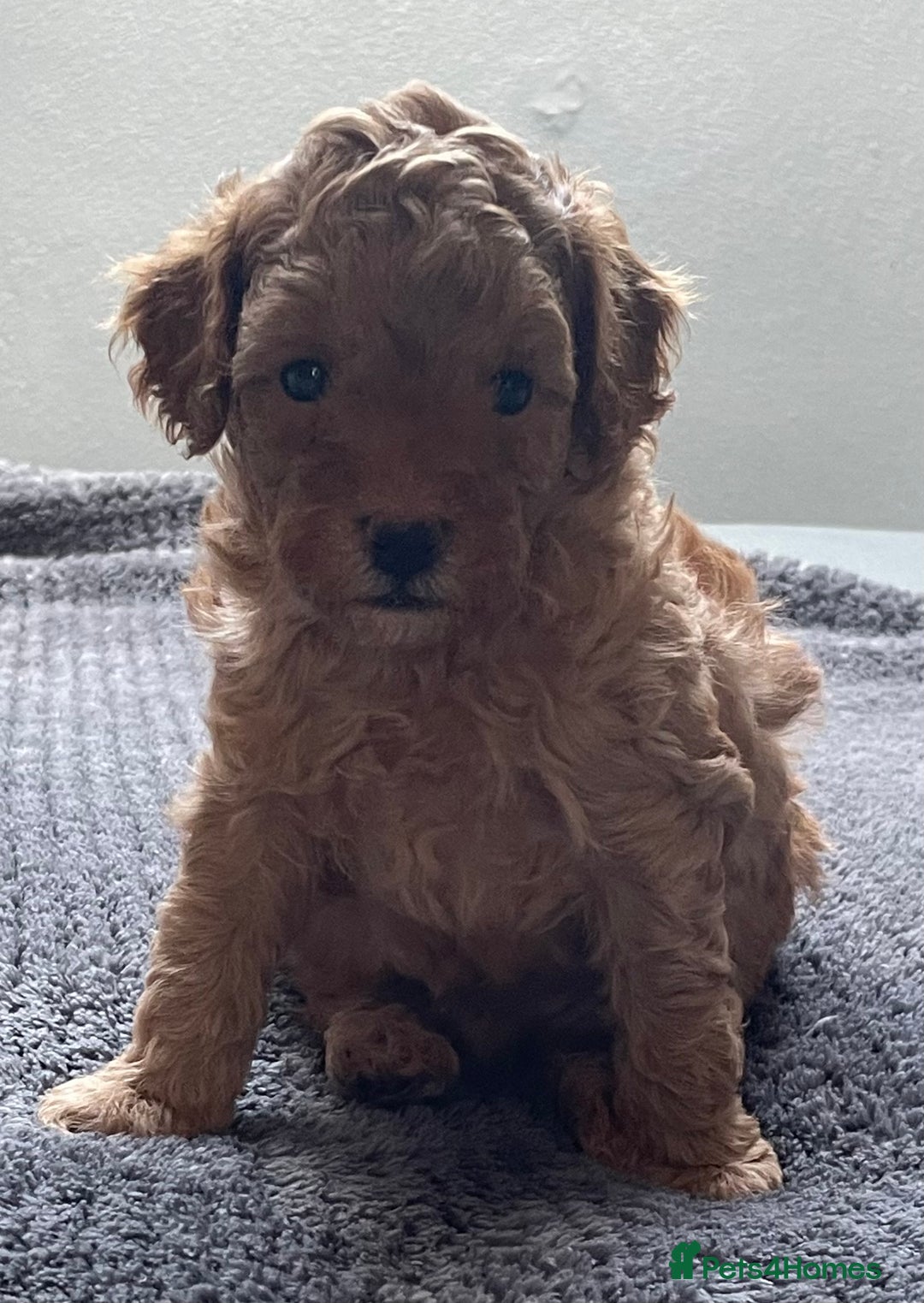 Cavapoo dogs for sale: Toy Cavapoo pups F1BB - Image 3