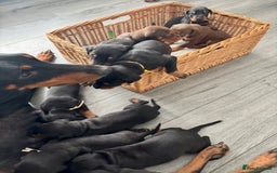 Dobermann dogs for sale: Doberman pups - Image 3