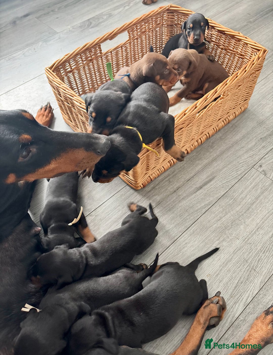 Dobermann dogs for sale: Doberman pups - Image 3