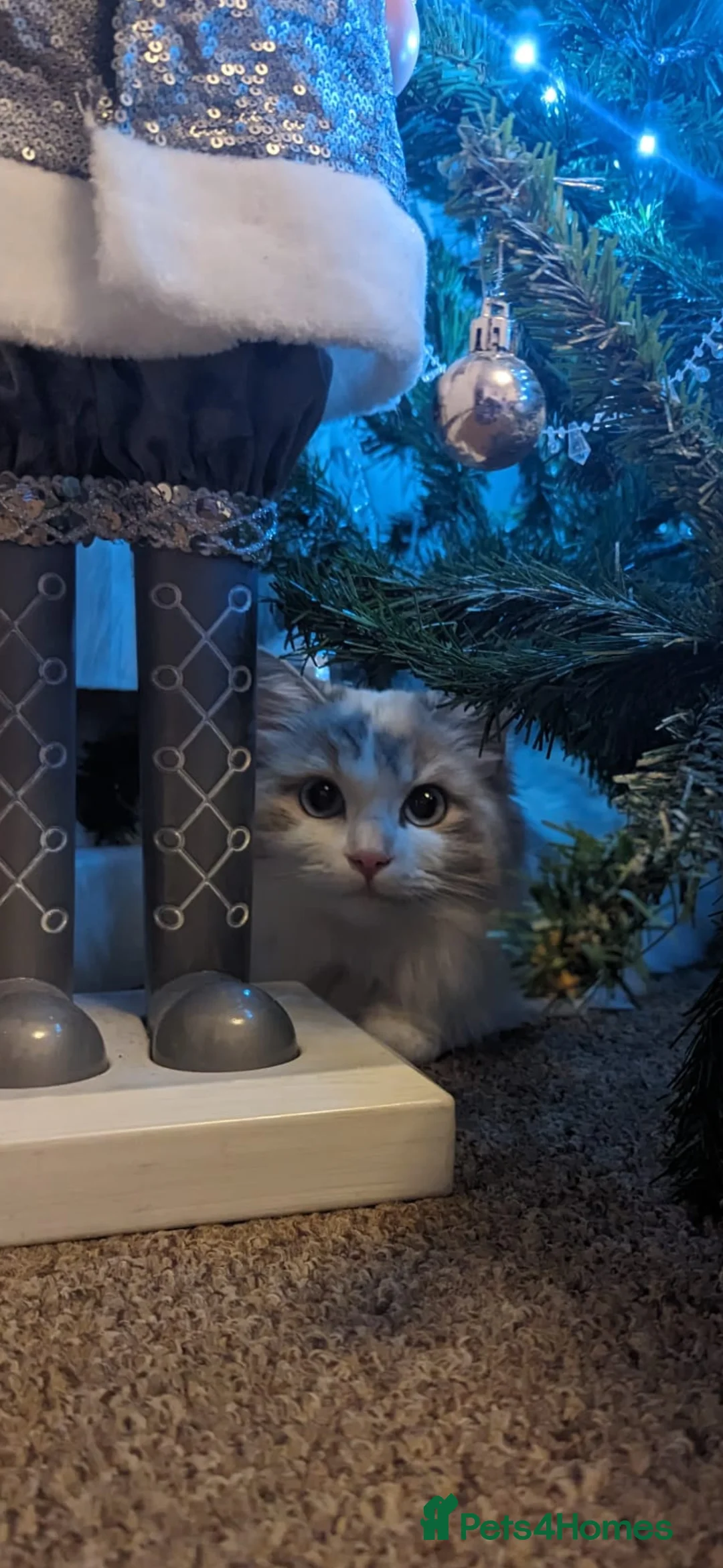 Ragdoll cats for sale: Beautiful Female Ragdoll Looking for a Loving Home - Advert 8